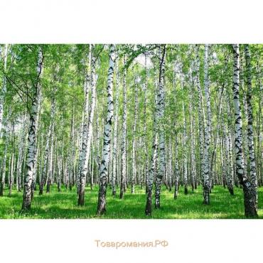 Фотобаннер, 250 × 200 см, с фотопечатью, люверсы шаг 1 м, с люверсами, «Берёзовая роща», Greengo