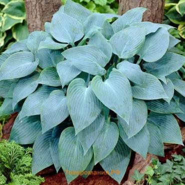 Хоста "Canadian Blue", р-р I, размер SM,1 шт, Весна 2025